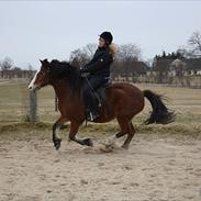 Anden særlig race Kashmir