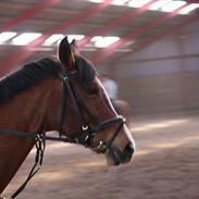 Anden særlig race Soya