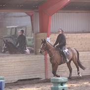 Anden særlig race Soya