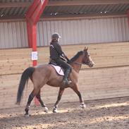 Anden særlig race Soya