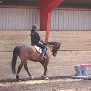 Anden særlig race Soya