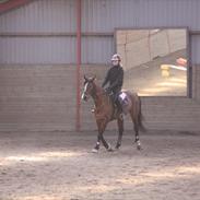 Anden særlig race Soya