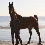 Dansk Varmblod Duego