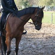 Dansk Varmblod Duego