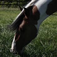 Anden særlig race Peiper