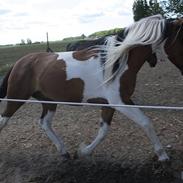 Anden særlig race Peiper