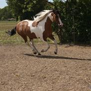 Anden særlig race Peiper
