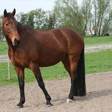 Dansk Varmblod Domingo F