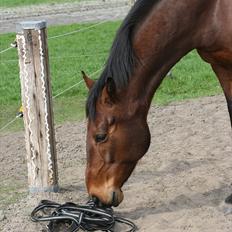 Dansk Varmblod Domingo F