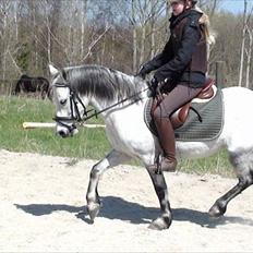 Anden særlig race kastaniegårdens Desiree