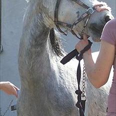 Anden særlig race kastaniegårdens Desiree