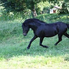 Dartmoor Balou