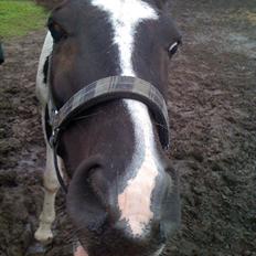 Pinto PintoStar (Red)*