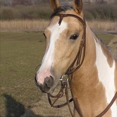 Paint Katies Prescription <3 himmel hest <3 