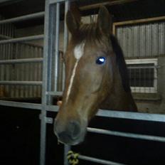 Anden særlig race Lukas Kashmir