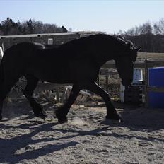 Frieser Kamma af Lysholm Solgt 