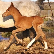 Arabisk fuldblod (OX) Perfect Timing - SOLGT -