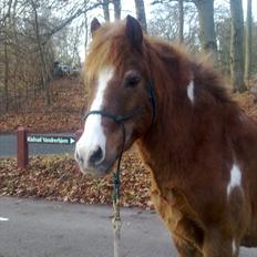 Pinto Pintoligaens Red-Butler *R.I.P*