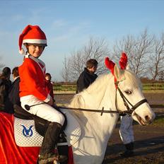 Welsh Pony (sec B) Korreborg's Gazella
