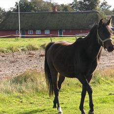 Arabisk fuldblod (OX) Zerom