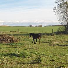 Arabisk fuldblod (OX) Zerom