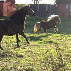 Arabisk fuldblod (OX) Zerom