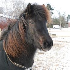 Islænder Dimma frá Stóra-Hofi