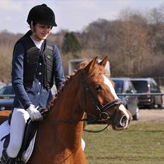 Welsh Pony af Cob-type (sec C) Jet