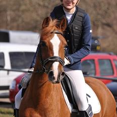 Welsh Pony af Cob-type (sec C) Jet