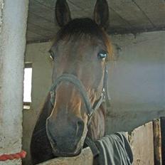 Traver Gudde P (RIP)