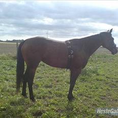 Traver Gudde P (RIP)