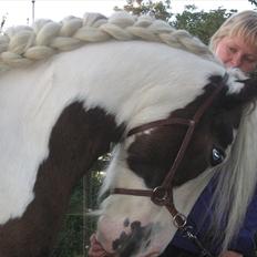 Irish Cob Henning