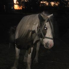Irish Cob Henning