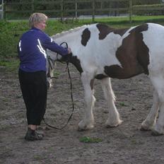 Irish Cob Henning