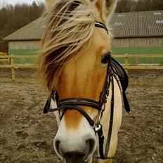 Fjordhest Desirée Vinstrup