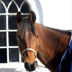 Anden særlig race Christiansejes Peanut