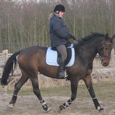 Dansk Varmblod Beauty