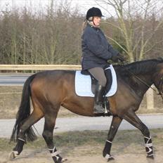 Dansk Varmblod Beauty