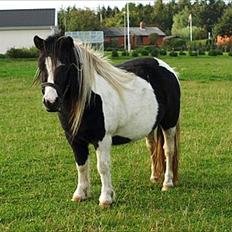Shetlænder Sandgaardens .W. Djipsy