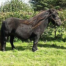 Shetlænder Clivocast Rebeka