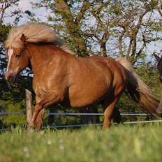 Islænder Djürfung fra Fårup