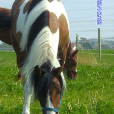 Anden særlig race Peiper
