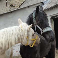 Frieser seppy 16 DØD