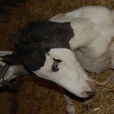 Paint charlies blue eyes