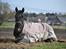 Trakehner Barduc  (SOLGT) - Barduc 2010