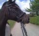 Pinto PintoStar (Red)*