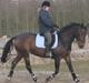 Dansk Varmblod Beauty