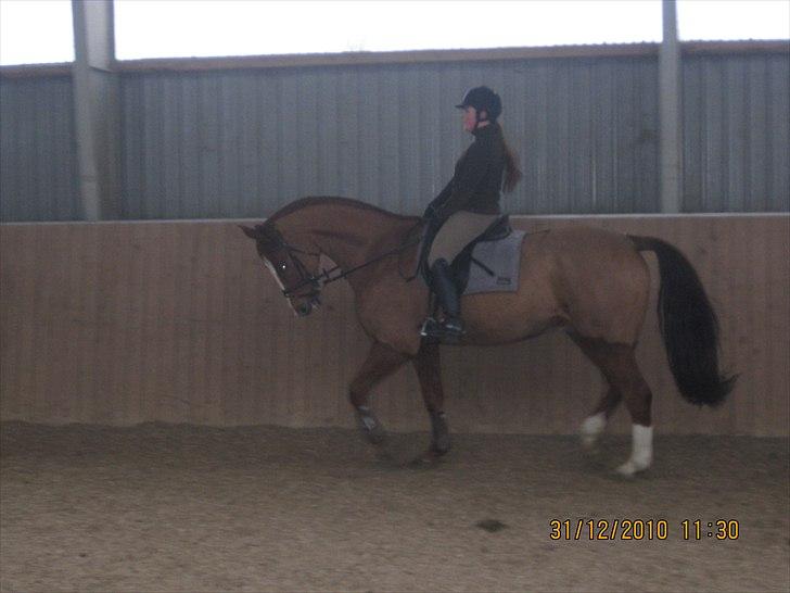 Anden særlig race Cosmo - 3// Cosmo i ridehuset. billede 3