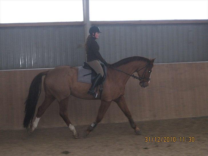 Anden særlig race Cosmo - 4// Igen i ridehuset. billede 4