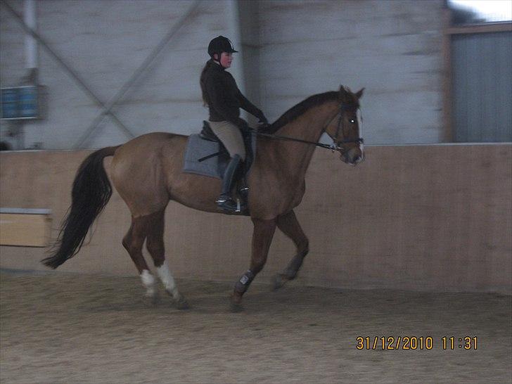 Anden særlig race Cosmo - 5// Spænder i nakken, men kun 2 eller 3 gang jeg rider på stor hest :) billede 5